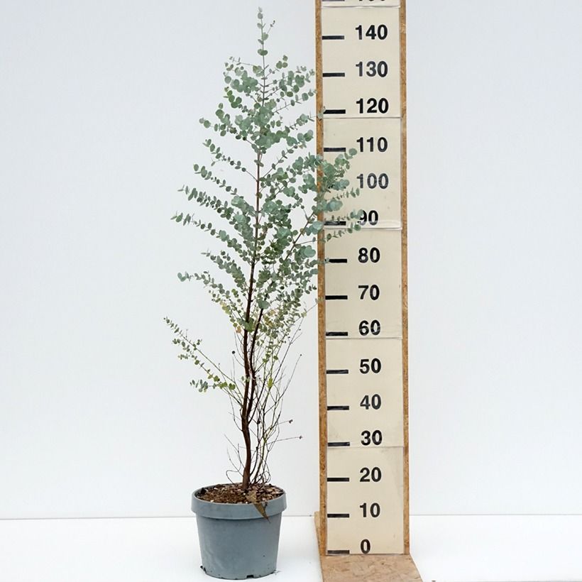 Exemplaar van Eucalyptus gunnii Azura - Cidergomboom Pot van 6 l/7 l zoals geleverd in de zomer