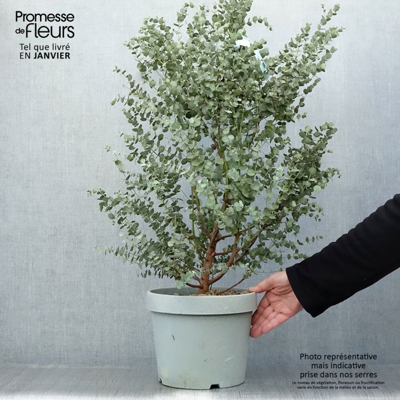 Exemplaar van Eucalyptus gunnii Azura - Cidergomboom Pot van 6 l/7 l zoals geleverd in de lente