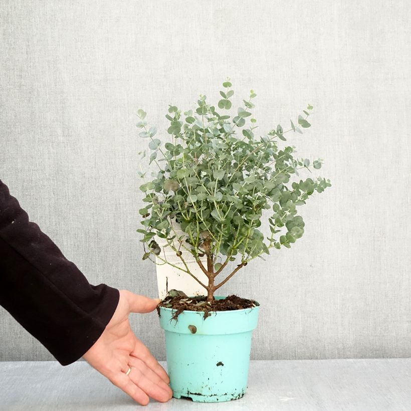 Exemplaar van Eucalyptus gunnii Azura - Cidergomboom Pot van 1,5 l/2 l zoals geleverd in de herfst