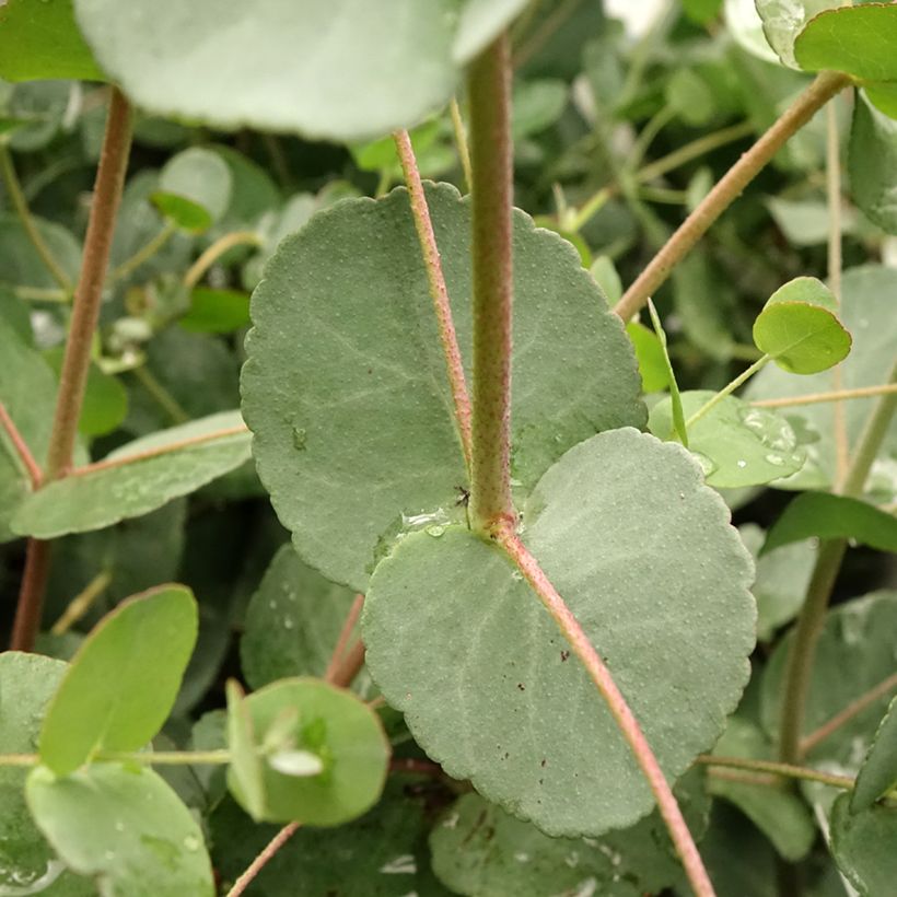 Eucalyptus gunnii Blaue Liebe - Cidergomboom (Blad)