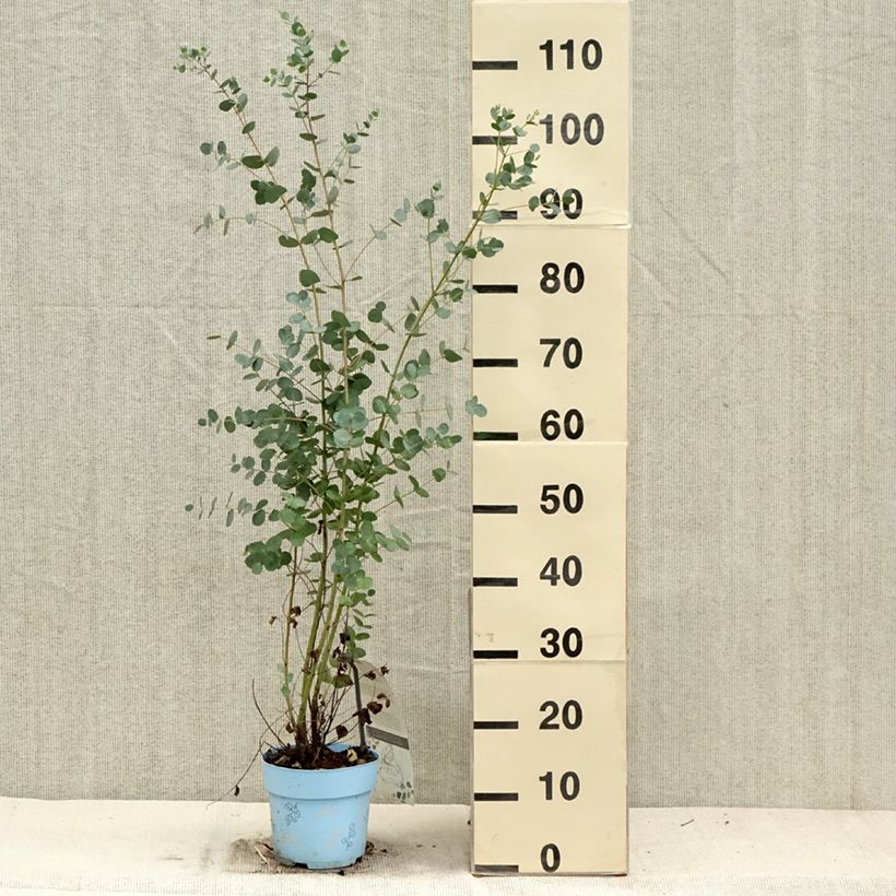 Exemplaar van Eucalyptus gunnii Blaue Liebe - Cidergomboom Pot van 2 l/3 l zoals geleverd in de herfst
