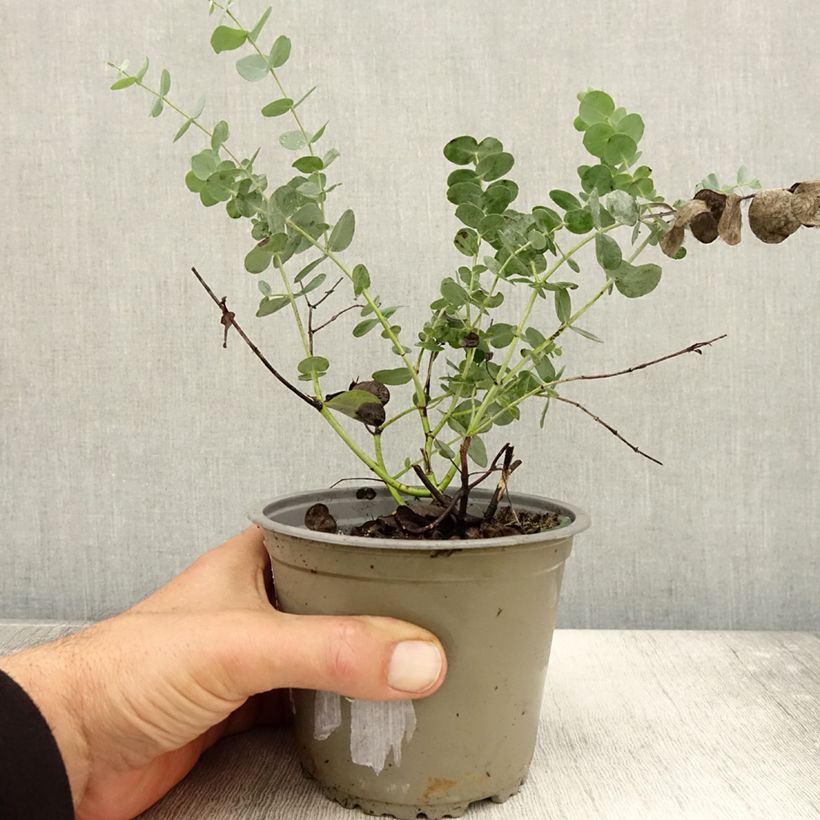 Exemplaar van Eucalyptus gunnii - Cidergomboom Pot van 1 l/1,5 l zoals geleverd in de herfst