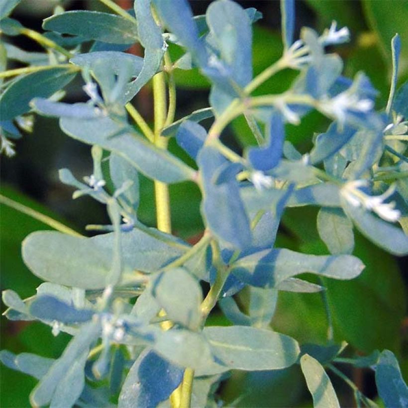 Eucalyptus gunnii France Bleu Rengun - Cidergomboom (Blad)