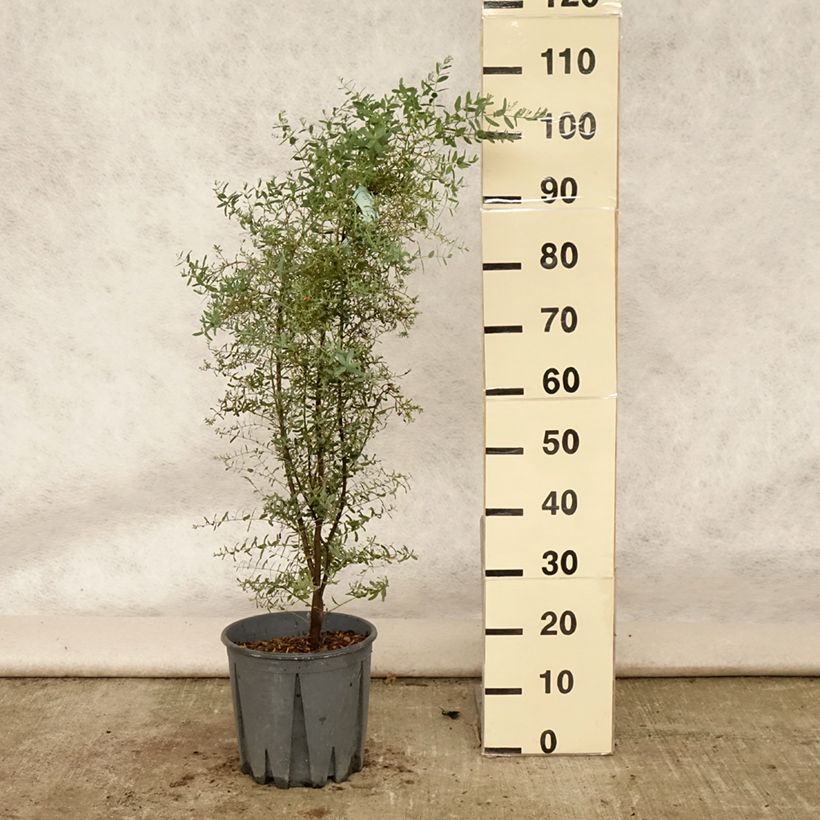 Exemplaar van Eucalyptus gunnii France Bleu Rengun - Cidergomboom Pot van 7,5 l/10 l zoals geleverd in de zomer