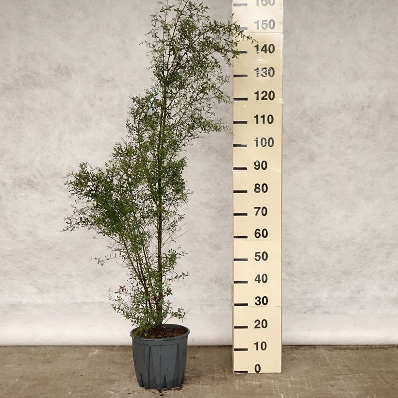 Exemplaar van Eucalyptus gunnii France Bleu Rengun - Cidergomboom Pot van 7,5 l/10 l zoals geleverd in de lente