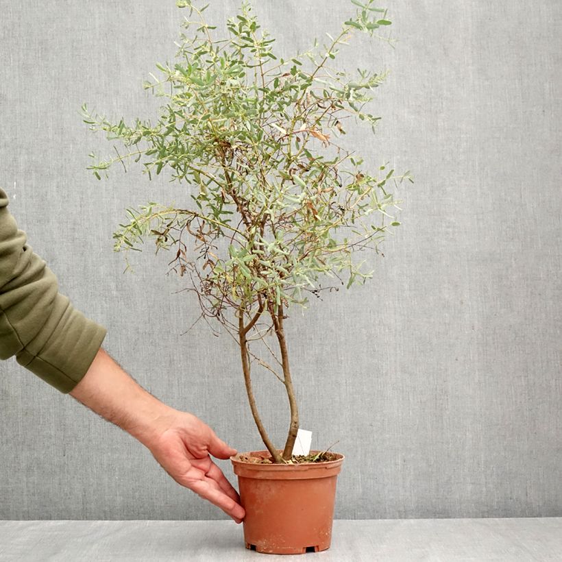 Exemplaar van Eucalyptus gunnii France Bleu Rengun - Cidergomboom Pot van 1,5 l/2 l zoals geleverd in de herfst