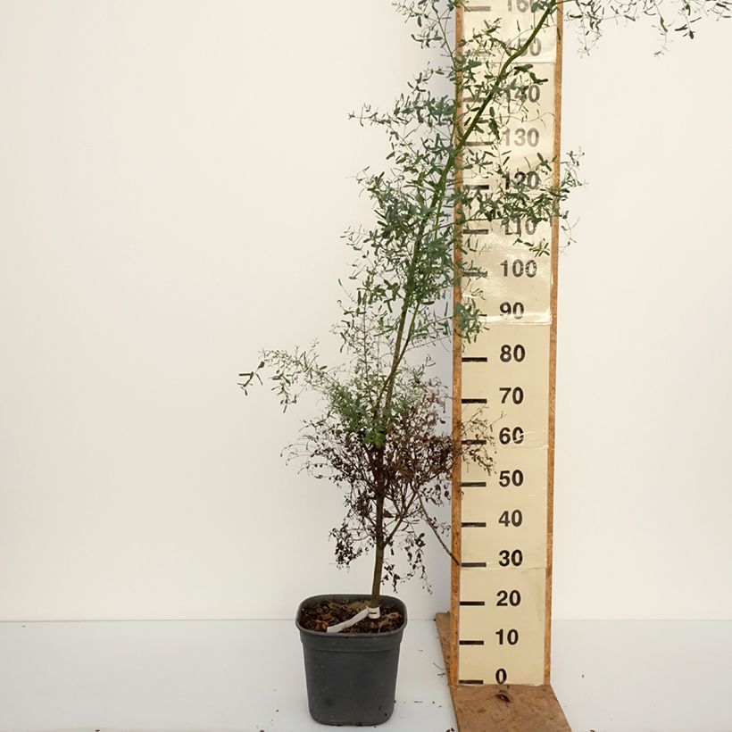 Exemplaar van Eucalyptus gunnii France Bleu Rengun - Cidergomboom Pot van 7,5 l/10 l zoals geleverd in de herfst