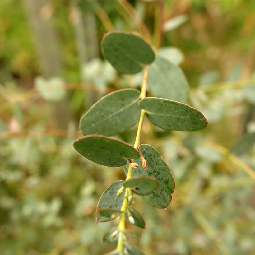 Eucalyptus gunnii Silverana - Cidergomboom (Blad)