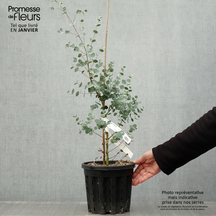 Exemplaar van Eucalyptus gunnii subsp. divaricata - Gommier cidre de Miena Pot de 4L/5L, Pot anti-chignon zoals geleverd in de winter