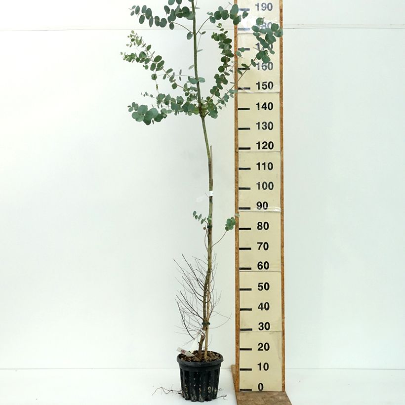 Exemplaar van Eucalyptus gunnii subsp. divaricata - Cidergomboom Pot van 4 l/5 l zoals geleverd in de zomer