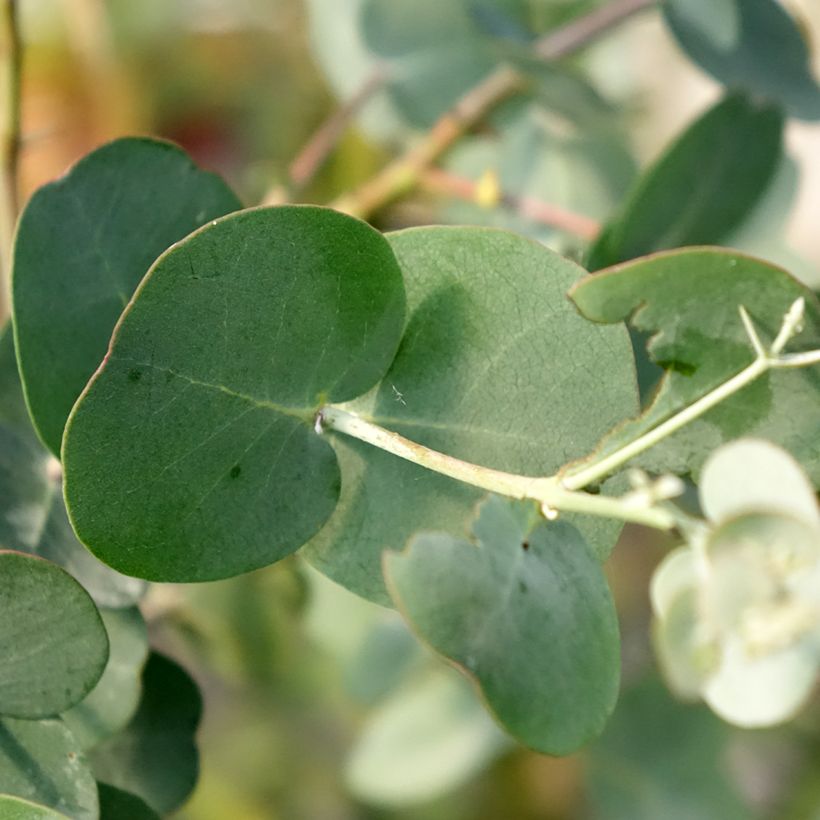 Eucalyptus gunnii subsp. divaricata - Cidergomboom (Blad)