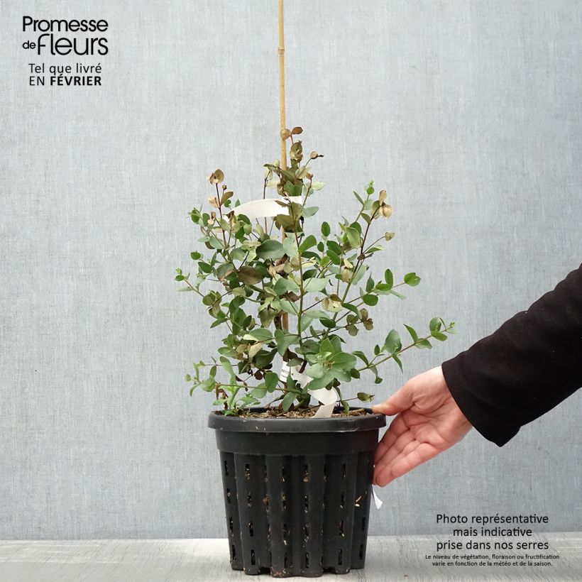 Exemplaar van Eucalyptus johnstonii - Gommier jaune de Tasmanie Pot de 4L/5L, Pot anti-chignon zoals geleverd in de winter