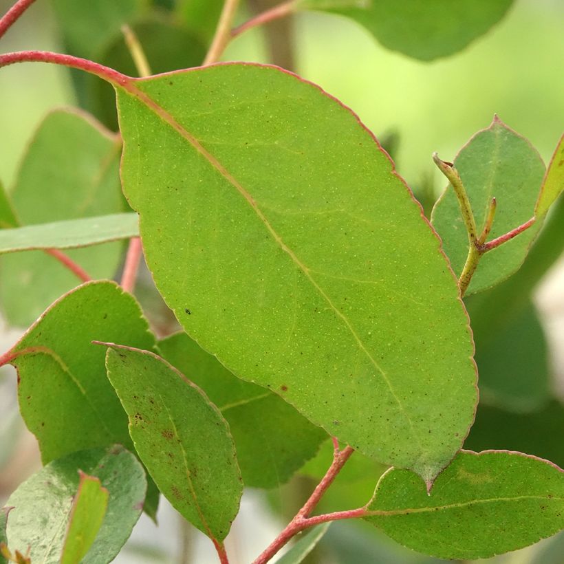 Eucalyptus johnstonii - Tasmaanse gele gomboom (Blad)