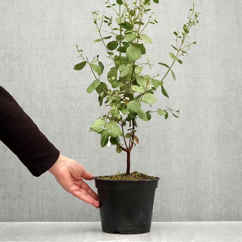 Exemplaar van Eucalyptus johnstonii - Tasmaanse gele gomboom Pot van 4 l/5 l zoals geleverd in de herfst