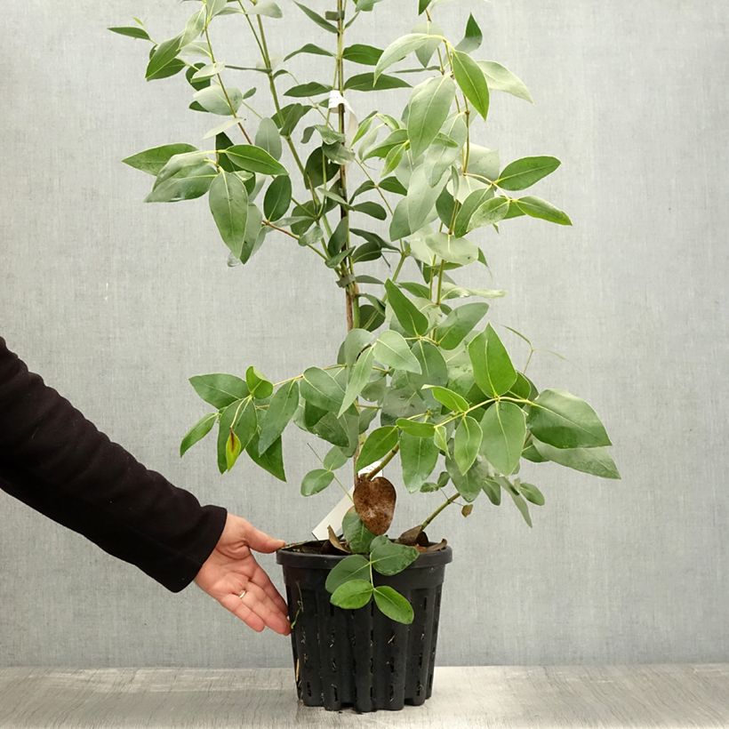 Exemplaar van Eucalyptus kitsoniana - Gomboom Pot van 4 l/5 l zoals geleverd in de herfst