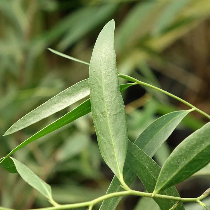 Eucalyptus kybeanensis - Gomboom (Blad)