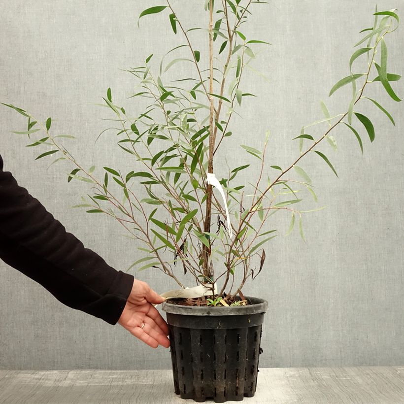 Exemplaar van Eucalyptus kybeanensis - Mallée de Kybean Pot de 4L/5L, Pot anti-chignon zoals geleverd in de herfst