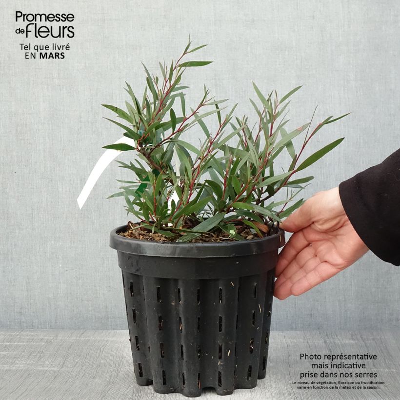 Example of Eucalyptus kybeanensis - Gomboom Pot van 4 l/5 l as you get in printemps