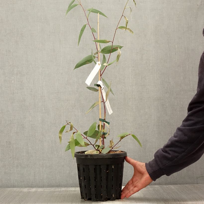 Exemplaar van Eucalyptus lacrimans - Sneeuweucalyptus Pot van 4 l/5 l zoals geleverd in de herfst