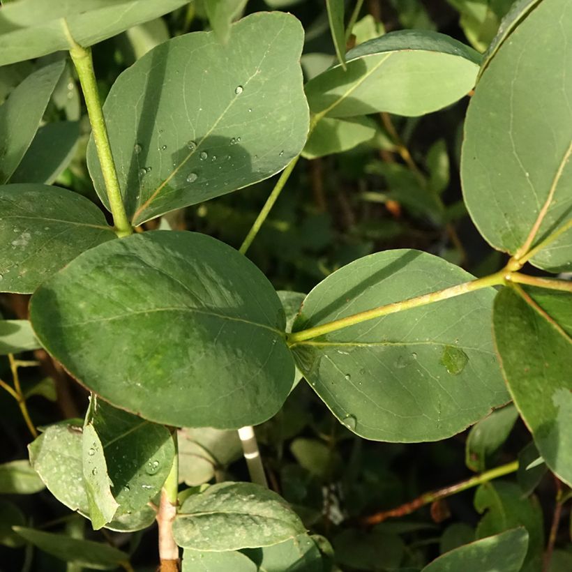 Eucalyptus leucoxylon Rosea - Gomboom (Blad)