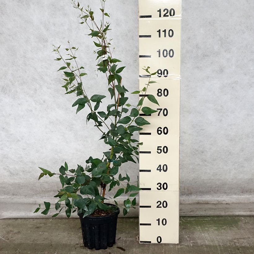 Exemplaar van Eucalyptus leucoxylon Rosea - Gomboom Pot van 4 l/5 l zoals geleverd in de herfst
