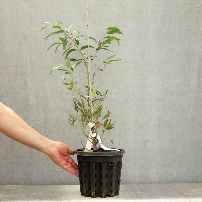 Exemplaar van Eucalyptus mitchelliana - Gomboom Pot van 4 l/5 l zoals geleverd in de zomer