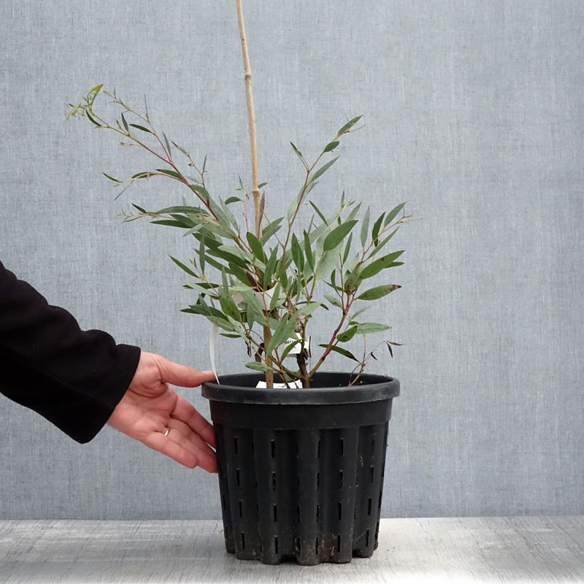 Example of Eucalyptus mitchelliana - Gomboom Pot van 4 l/5 l as you get in printemps