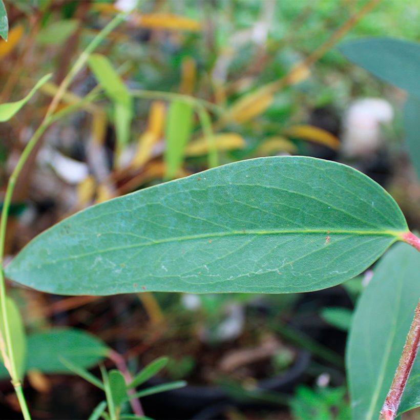 Eucalyptus mitchelliana - Gomboom (Blad)