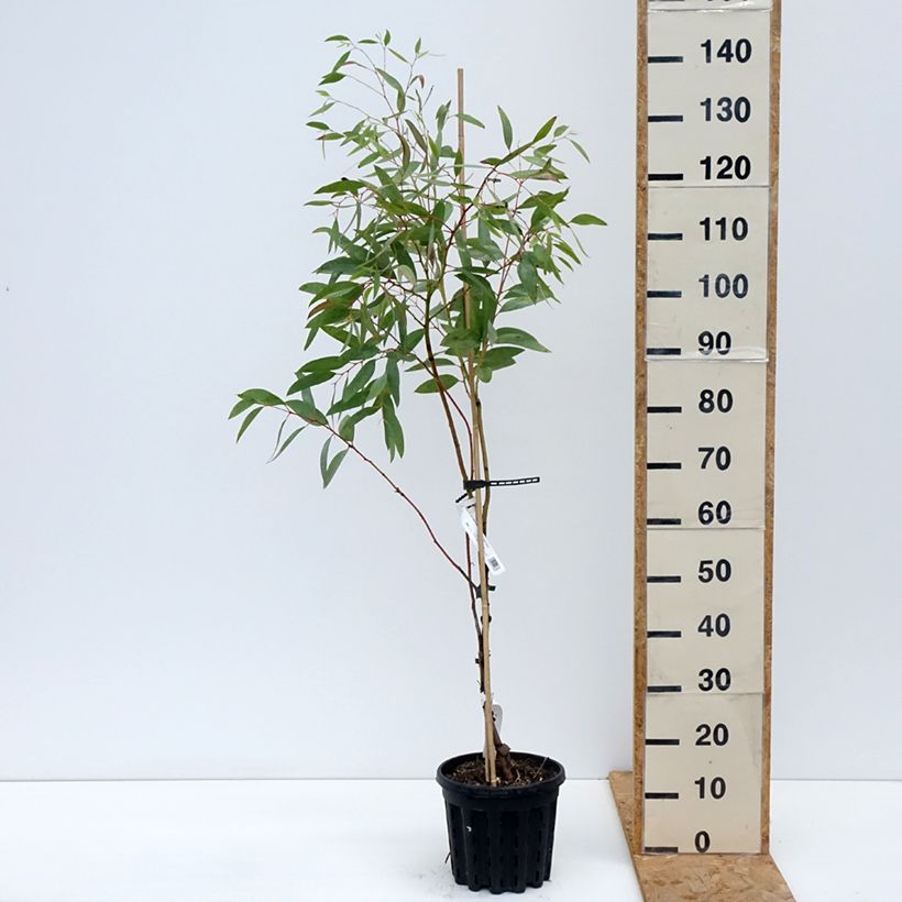 Exemplaar van Eucalyptus mitchelliana - Gomboom Pot van 4 l/5 l zoals geleverd in de herfst