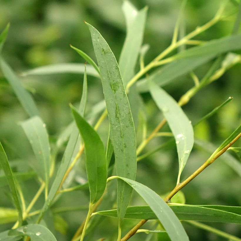 Eucalyptus moorei subsp. moorei - Gomboom (Blad)