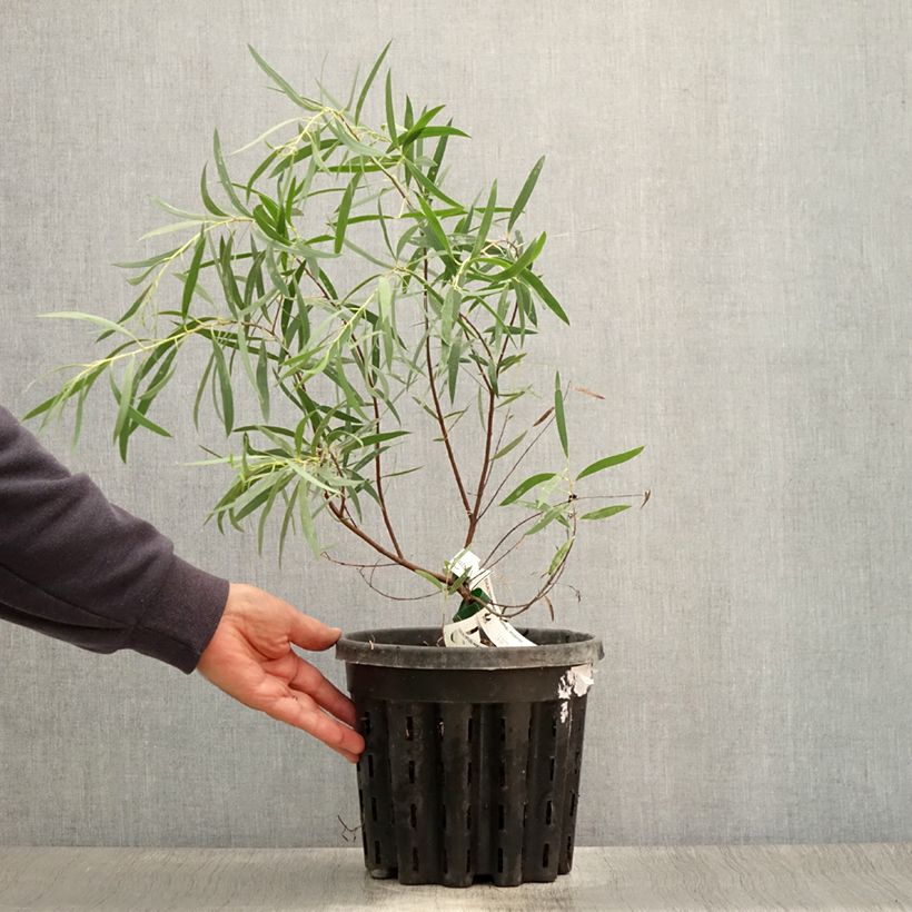 Exemplaar van Eucalyptus moorei subsp. moorei - Gomboom Pot van 4 l/5 l zoals geleverd in de zomer