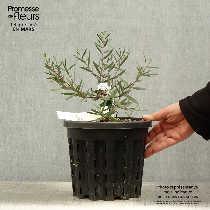 Example of Eucalyptus moorei subsp. moorei - Gomboom Pot van 4 l/5 l as you get in printemps