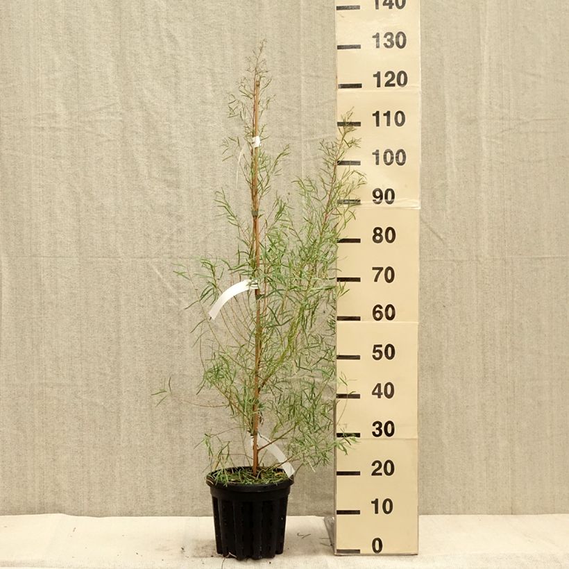 Exemplaar van Eucalyptus nicholii - Gomboom Pot van 4 l/5 l zoals geleverd in de herfst