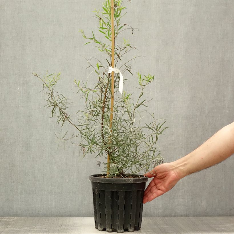 Exemplaar van Eucalyptus nicholii - Gomboom Pot van 4 l/5 l zoals geleverd in de zomer