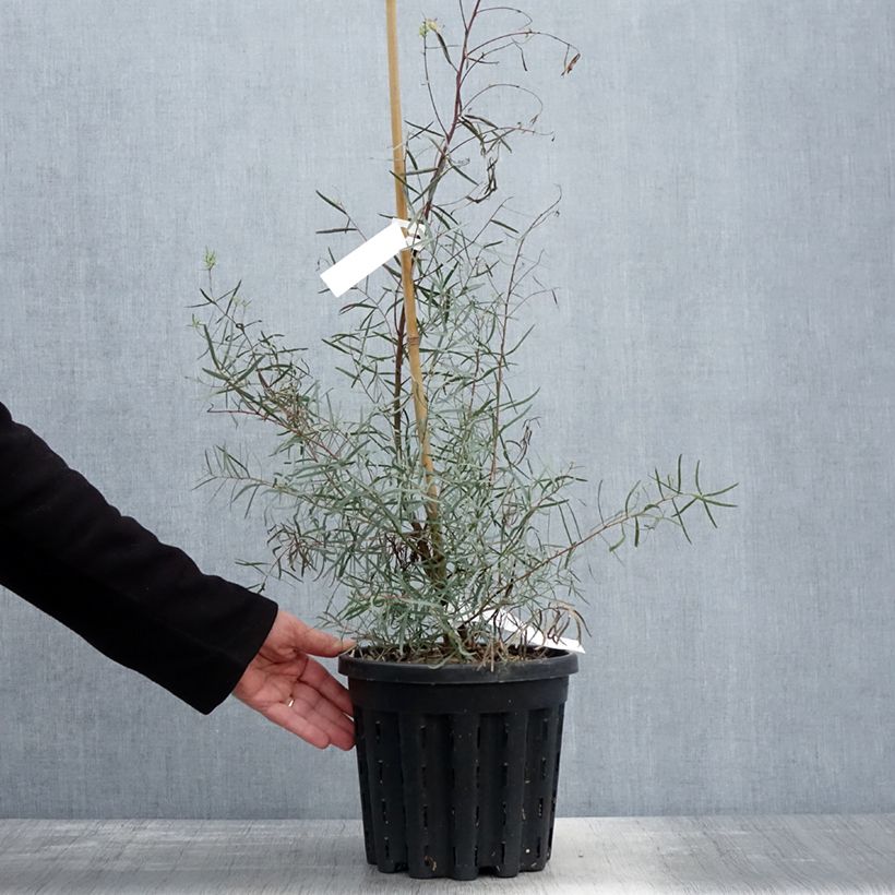 Exemplaar van Eucalyptus nicholii - Gomboom Pot van 4 l/5 l zoals geleverd in de lente