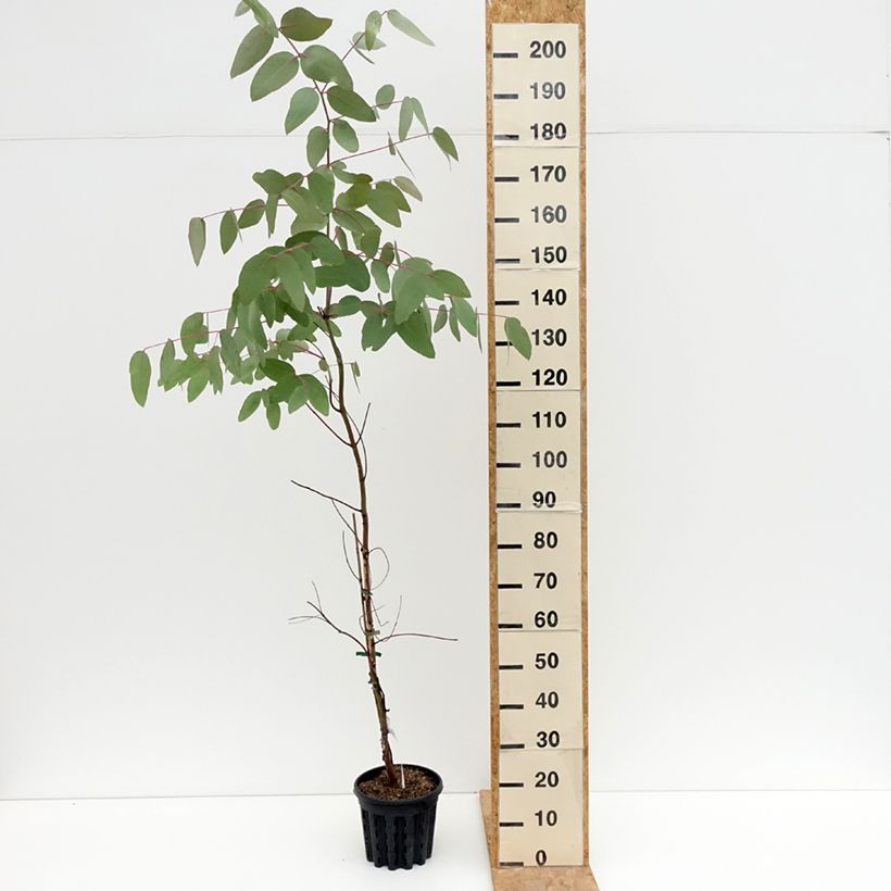 Exemplaar van Eucalyptus nitens - Gomboom Pot van 4 l/5 l zoals geleverd in de zomer
