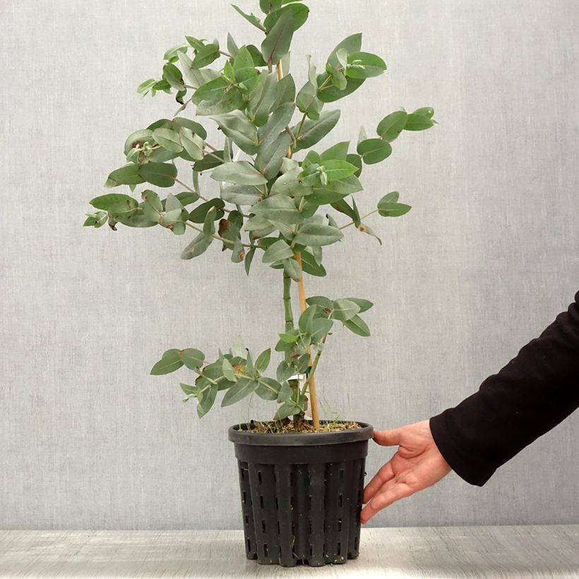 Example of Eucalyptus nitens - Gomboom Pot van 4 l/5 l as you get in printemps