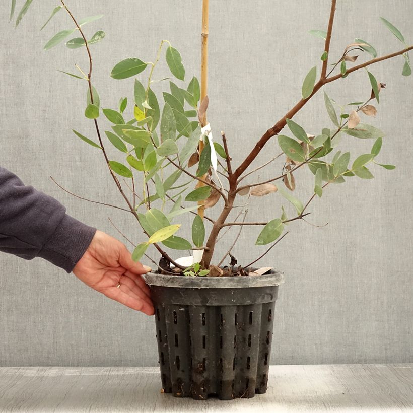 Exemplaar van Eucalyptus nitida - Gomboom Pot van 4 l/5 l zoals geleverd in de herfst