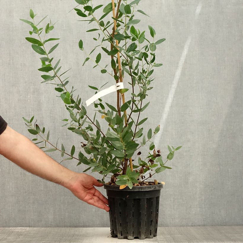 Exemplaar van Eucalyptus nitida - Gomboom Pot van 4 l/5 l zoals geleverd in de zomer