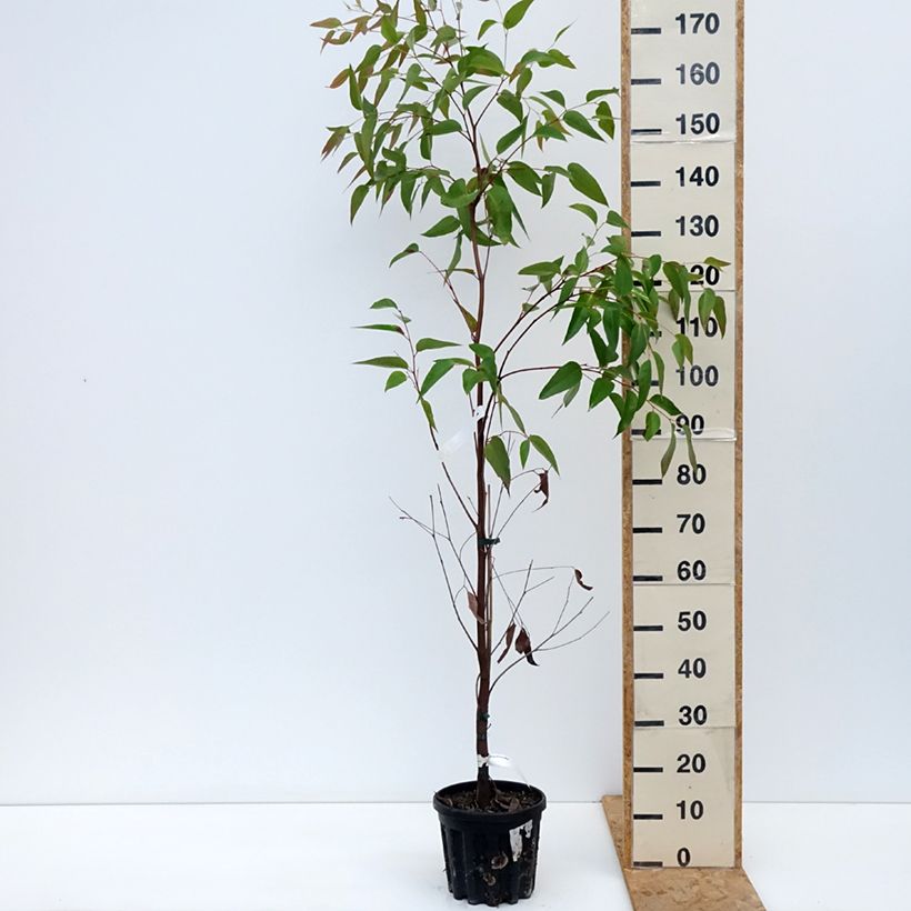 Exemplaar van Eucalyptus obliqua - Gomboom Pot van 4 l/5 l zoals geleverd in de herfst