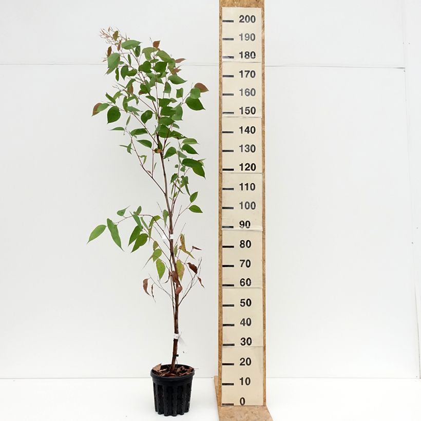 Exemplaar van Eucalyptus obliqua - Gomboom Pot van 4 l/5 l zoals geleverd in de zomer