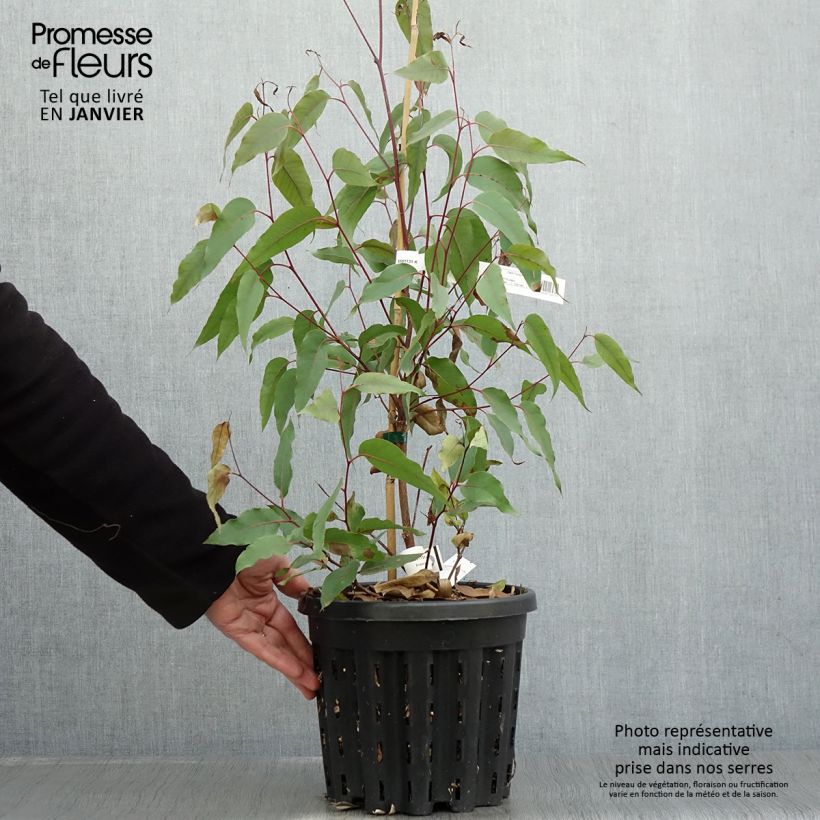 Exemplaar van Eucalyptus obliqua - Eucalyptus géant Pot de 4L/5L, Pot anti-chignon zoals geleverd in de winter