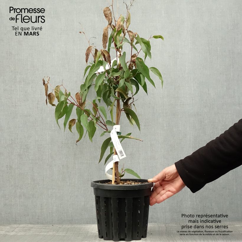 Example of Eucalyptus obliqua - Gomboom Pot van 4 l/5 l as you get in printemps