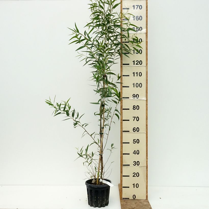Exemplaar van Eucalyptus paliformis - Gomboom Pot van 4 l/5 l zoals geleverd in de zomer
