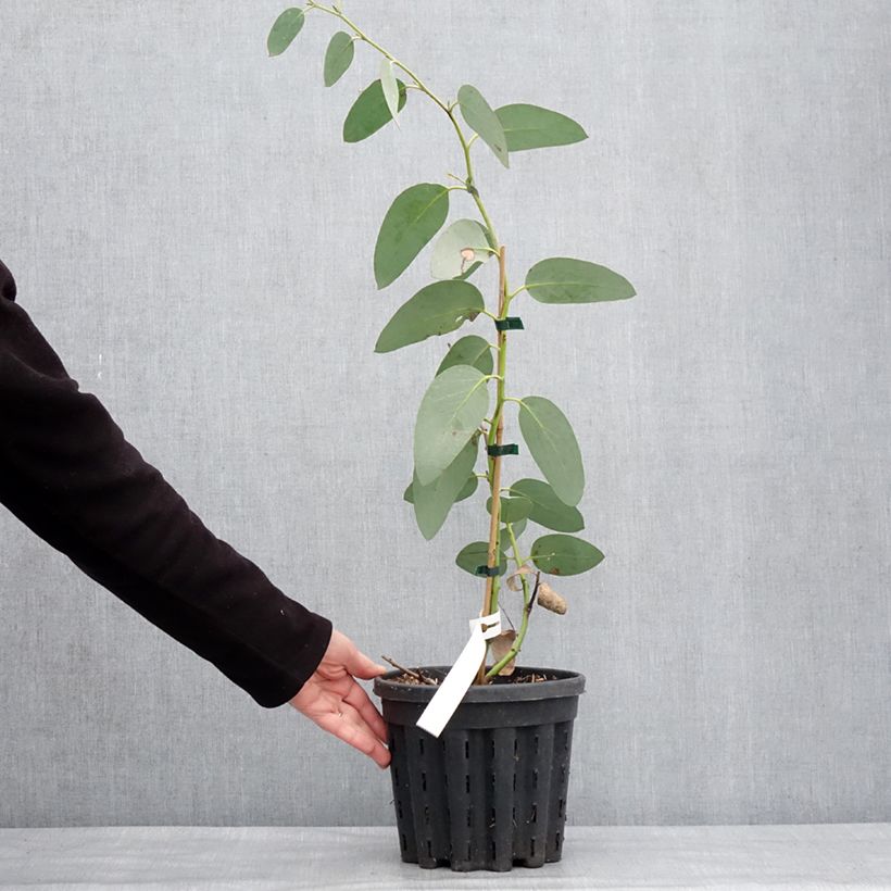 Exemplaar van Eucalyptus pauciflora subsp. hedraia Falls Creek - Gommier des neiges Pot de 4L/5L, Pot anti-chignon zoals geleverd in de winter