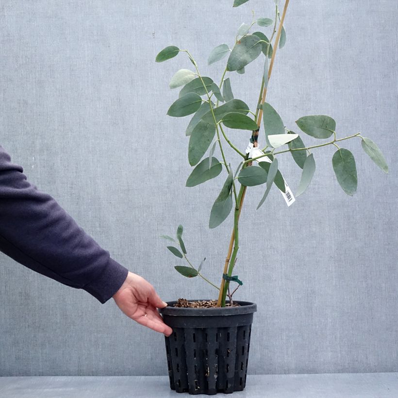 Exemplaar van Eucalyptus pauciflora subsp. hedraia Falls Creek - Sneeuweucalyptus Pot van 4 l/5 l zoals geleverd in de lente