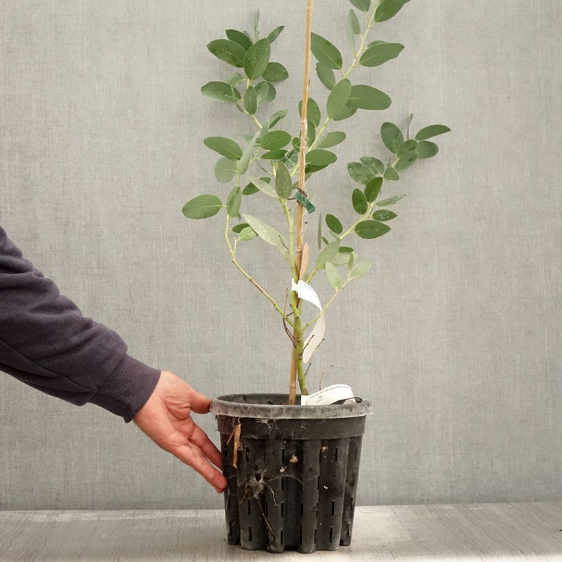 Exemplaar van Eucalyptus pauciflora subsp. niphophila Mt Bogong - Sneeuweucalyptus Pot van 4 l/5 l zoals geleverd in de herfst