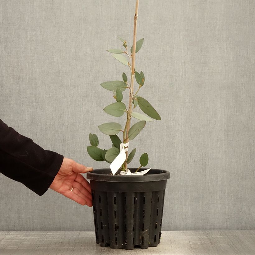 Exemplaar van Eucalyptus pauciflora subsp. niphophila Mt Bogong - Sneeuweucalyptus Pot van 4 l/5 l zoals geleverd in de lente