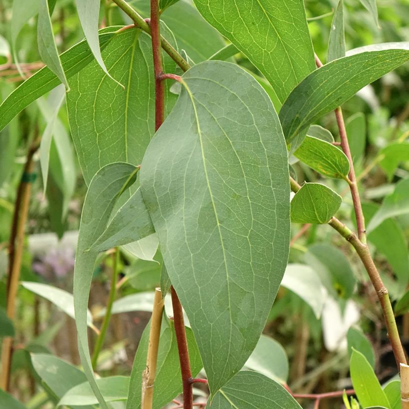 Eucalyptus pauciflora subsp. pauciflora Adaminaby - Gomboom (Blad)