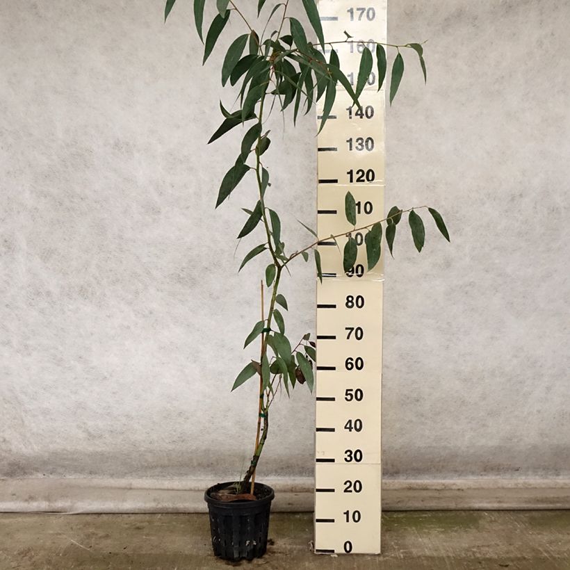 Exemplaar van Eucalyptus pauciflora subsp. pauciflora Adaminaby - Gomboom Pot van 4 l/5 l zoals geleverd in de herfst
